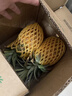 田园东方 ORIENT IDYLL海南凤梨（带叶） 应季时令水果非纯甜（表皮变黄再食用）带箱 5斤金钻凤梨小果净重4.5斤 3-5只 实拍图