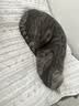 朗仕猫粮 幼猫成猫全价全阶段猫粮10kg 鸭肉金枪鱼 实拍图