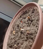 御春阁郁金香种球水培土培室内花卉绿植花卉盆栽植物花卉郁金香种球种子 郁金香混色10个 实拍图