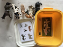babycare&bctoys儿童玩具实心仿真农场动物桶动物模型奶牛绵羊金毛犬 实拍图