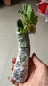 【亏本冲量】奶油草莓苗盆栽带盆带土桃熏食用红颜四季结果 奶油草莓3棵 实拍图