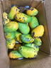 京喜加海南鲜芒果小台水果芒果新鲜上市 带箱6斤【单果90g以上】 实拍图