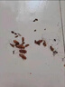 蟑螂药强力特效孕妇婴儿可用家用厨房全窝端灭蟑螂胶饵呋虫胺粉剂 【蟑螂全灭绝】3盒18枚 晒单实拍图