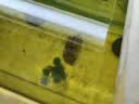云峰海瑞水草活体懒人草鱼缸造景活体水草套餐鱼缸水草有茎类中后景真水草 【实惠】-绿菊（5只一组） 实拍图
