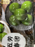 五芳斋 速冻豆沙青团 80g*8只 清明糕点艾草青团糯团糯米糍早餐食品 实拍图