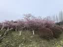 诚品礼坊【京好货】教师节锦旗定制定做锦旗订做定制送月嫂美容院物业感谢送幼儿园老师医生律师驾校 【礼盒情谊款】精密刺绣字(金丝绒)推荐 70x110cm【礼盒装-送人】 实拍图
