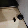 蟑螂药特效强力全窝端虫卵双杀除灭防杀蟑螂屋胶饵剂神器 【蟑螂全灭绝】3盒 18枚 晒单实拍图