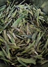 龙芽大师宜宾早茶2026年新茶雀舌绿茶茶叶特级早春芽茶头春茶川茶集团50g 2026新茶·天宫一号绿茶 100g*1罐 实拍图
