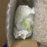 京地达山东精品大白菜 净重4.5斤 1-2颗 时令蔬菜 源头直发包邮 实拍图