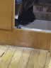 舒腾中华田园小猫咪活体田园猫宠物家养猫咪橘猫幼猫活体土猫狸花猫咪 田园级 随缘 母（幼猫两个月左右） 实拍图