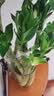 沭之美龙竹水培客厅绿植招财旺宅花卉植物水养常青竹子文昌竹源头直发 实拍图