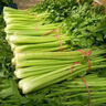 大芹菜产地直销新鲜健康无添加现挖现发生吃凉拌脆甜多汁带叶子 芹菜3斤 实拍图