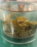 去寻龙井明前特级绿茶小罐装茶叶礼盒装76g端午父亲节送礼物品 实拍图
