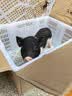 暮秋小主【猪猪侠同款】宠物小香猪活体幼崽家养纯种迷你猪活物可爱萌宠 泰国小香猪幼崽（母） 实拍图