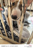 爪墅可折叠不锈钢狗笼子小型中型大型犬带厕所狗笼金毛边牧宠物笼子 【折叠款】长110*宽72*高95【萨摩耶-五黑犬】 实拍图