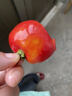京鲜生山东精品草莓番茄 净重3斤单果60+水果铁皮西红柿 源头直发 实拍图