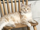 诚实一口P40全价猫粮 成猫幼猫84%高鲜肉长肉美毛养胃乳鸽口味通用型12kg 实拍图