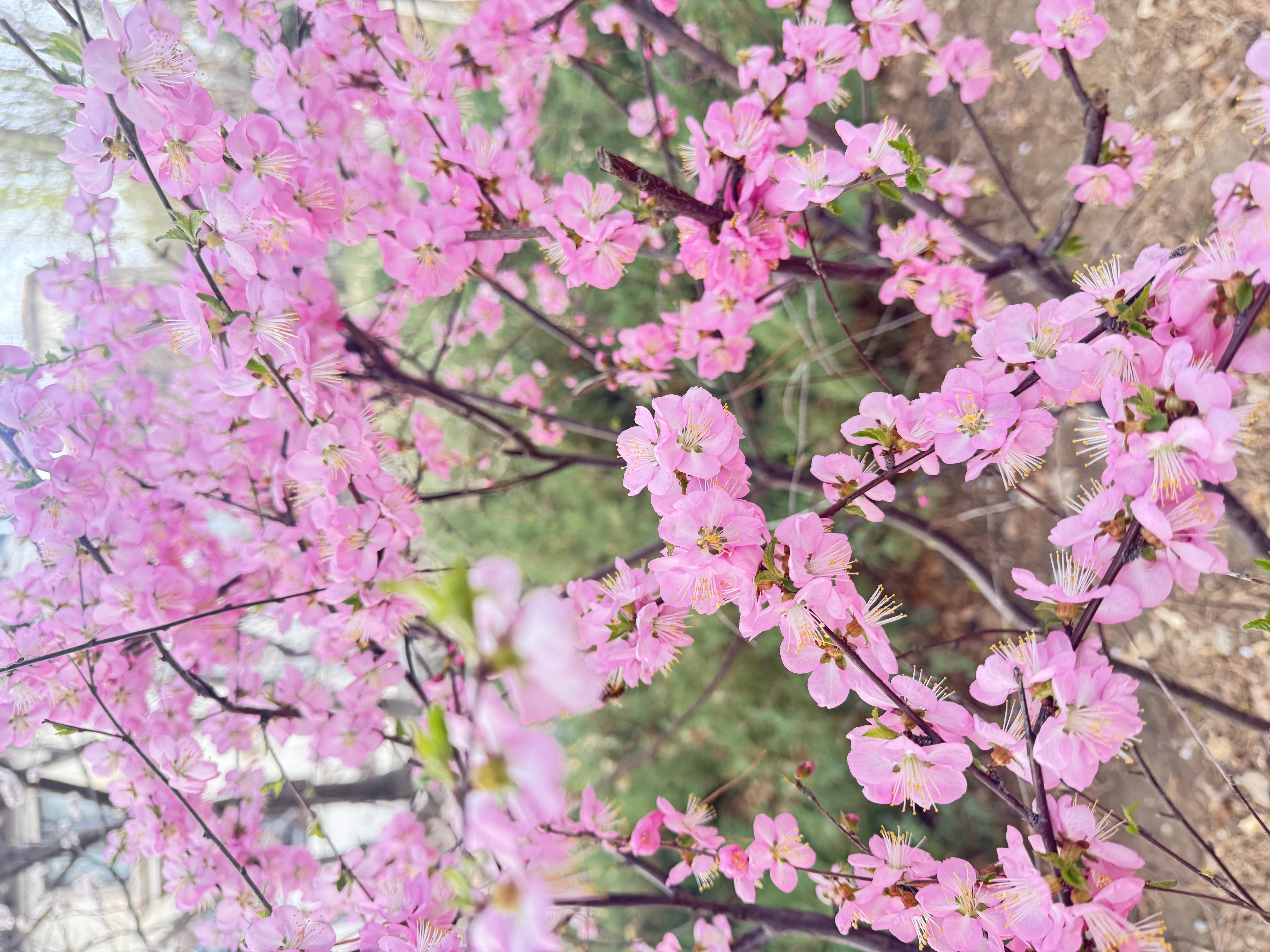 苡茉北欧餐桌家用小户型简约吃饭桌子长方形餐饮桌椅套餐组合出租房用 实拍图