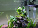 云峰海瑞 鱼缸造景真活体水草草坪水草种子鱼缸草缸造景水族箱装饰前景 果冻蓝精灵1杯 实拍图