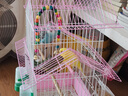 万宠汇 鸟活体虎皮鹦鹉笼养牡丹玄风活鸟学说话手养小太阳鹦鹉宠物鹦鹉 蓝色虎皮+绿色虎皮（一公一母） 实拍图