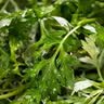 艾草新鲜食用蔬菜现摘清明草粑粑青团3斤顺丰艾叶新鲜艾草叶 【顺丰快递】 500g 实拍图