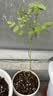 蓝莓树果苗阳台四季盆栽果树苗特大蓝莓苗南北方室外种植当年结果 蓝莓3年小苗 栽植2年结果 实拍图