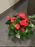 叹为观止18种吊兰任你选金边吊兰各种盆栽花卉客厅垂吊桌面植物净化空气 单杆发财树【紫砂盆+复古底座】 含盆 实拍图