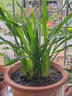 劉閣蘭花超香建兰四季兰当年开花壮苗满屋飘香室内四季常青花卉盆栽草 5苗连体【建兰新品 天红】 实拍图