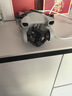 大疆（DJI）Mini 3 入门优选航拍无人机 迷你续航飞行器 适配高清带屏遥控器 智能高清拍摄 Mini 3 带屏遥控器版【赠原装保护罩】 官方标配（不含随心换） 实拍图