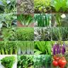 播种心情家庭种植蔬菜种子大全四季播种阳台盆栽农家庭院小菜园有机香菜菠 毛豆种子原装50粒2包 实拍图