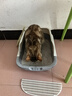 汪野君猫砂盆顶入半封闭猫厕防外溅幼猫成猫猫屎盆猫沙盆带猫砂铲中号 实拍图