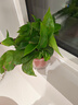 双盟绿萝盆栽除甲醛花卉绿植办公室新房净化空气 120款10盆源头直发 实拍图