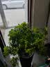 倒挂金钟盆栽四季开花耐寒耐热南北方种植盆栽树苗阳台花卉 H7倒挂金钟盆栽花卉 7年老桩/开花大量 实拍图