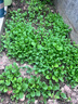 北蔬 鸡毛菜种子速生小白菜春四季蔬菜籽 全季鸡毛菜种子10g约2500粒 实拍图
