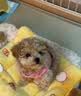 瓦媞纯种韩系马尔泰幼犬小体香槟泰迪熊犬  短嘴颜值高  高品质宠物狗 黄色/金色 2026-04-03 静静 宠物级 韩系精品甜美 公 实拍图