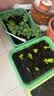 北蔬 种菜盆长方形超大加厚带托盘阳台蔬菜水果种植盆 大号种菜盆绿色 实拍图