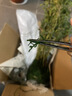 MPPMCK观音竹 水培米竹水培鱼缸玻璃瓶带根苔藓球植物室内禅意盆栽凤尾 水培款30根苔藓球翡翠观音竹40cm 实拍图