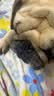 养只宠物狗狗磨牙棒宠物零食骨头耐咬幼犬小型犬泰迪狗狗洁齿骨 约150支【新鲜牛肉磨牙棒】 实拍图