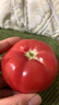 京鲜生 海阳普罗旺斯净重4.5斤单果180g起礼盒装 沙瓤西红柿 源头直发 实拍图