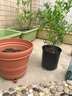 爱丽思（IRIS）特大号圆形花盆种树庭院超大加厚大盆景树木无花果蓝莓果树种植盆 12号茶色 约17L (口径35.8cm) 实拍图