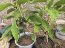 意轩白兰花盆栽黄桷兰嫁接白兰花苗十里飘香兰花树苗黄兰盆栽地栽苗 白兰5年苗【带花苞】 实拍图