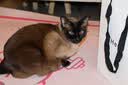 凯锐思猫条猫零食 猫条鱼肉条0添加0诱食剂湿粮混合口味猫咪零食 【美毛亮毛】鱼油猫条120支 实拍图