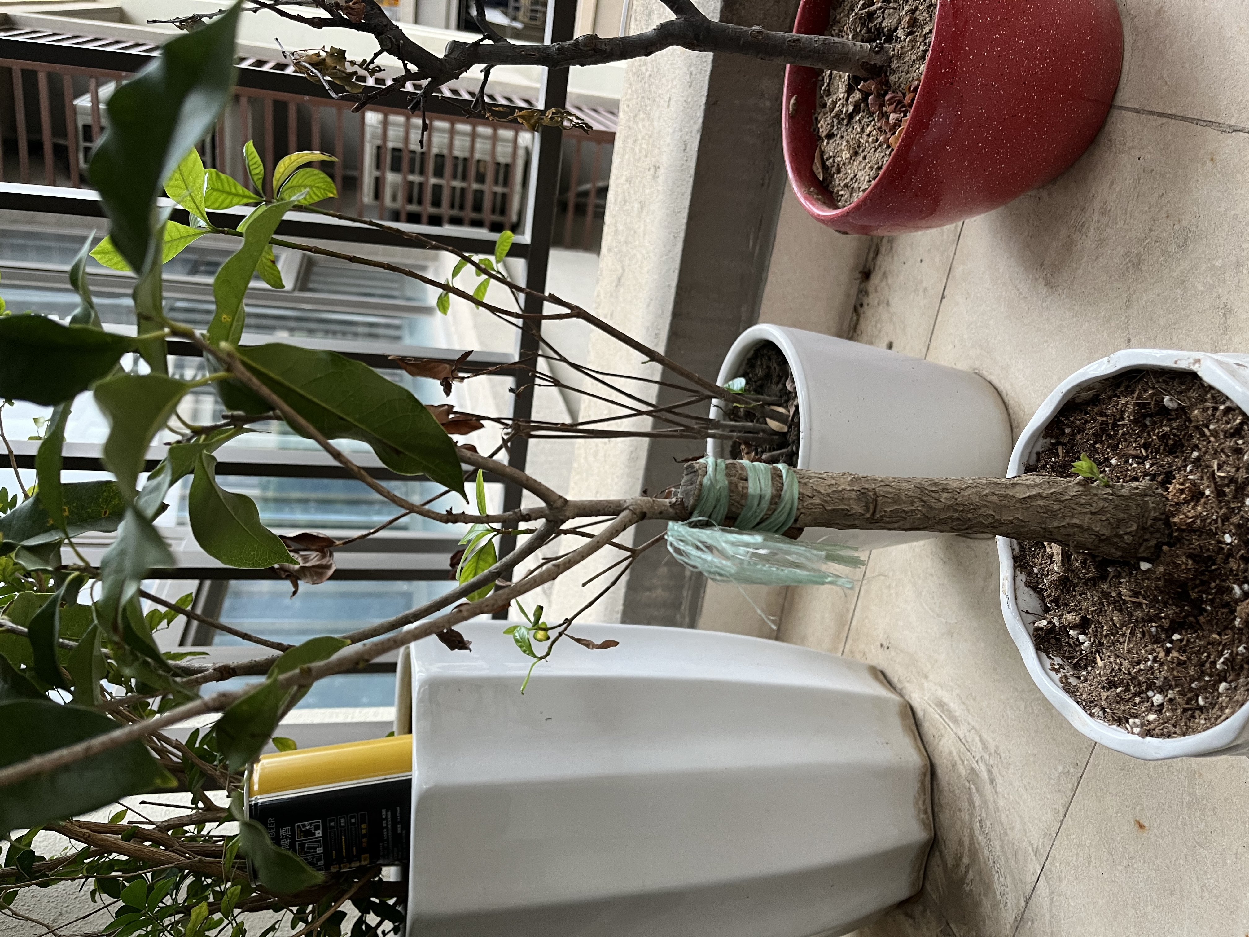 绿丝绦桂花树盆栽四季开花盆景室内庭院阳台开花树苗耐寒绿植花卉树苗 金桂 4年苗 实拍图