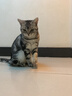 波奇多 宠物航空箱猫狗大容量空运箱 托运航空箱 小号(建议12斤内宠物) 实拍图