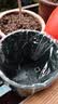 奥美优加仑盆花盆树脂透气防烂根塑料种植盆栽盆带托盘一体家用加厚 实拍图