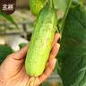 北蔬水果黄瓜种子苗青瓜盆栽夏秋菜籽 卓脆潍胖二号水果黄瓜种子100粒 实拍图