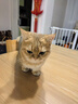 LEGENDSANDY蓝氏猫粮生鲜猎鸟鲜乳鸽生骨肉冻干高蛋白全价成猫粮幼猫通用型 【囤货装】丨猎鸟乳鸽4.5kg+荒野猎兔4.5kg 实拍图