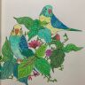 秘密花园涂绘学院丛书：花鸟乐园 实拍图