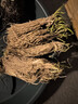 正宗牡丹花苗洛阳对版重瓣牡丹花树苗盆栽花卉绿植物当年开花 粉黛6-8分支【开花多多】热销款 实拍图