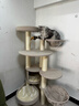 兽牌森林猫爬架大型猫树猫窝一体豪华剑麻猫架太空舱缅因大猫暖冬适用 森林【经典款】 实拍图
